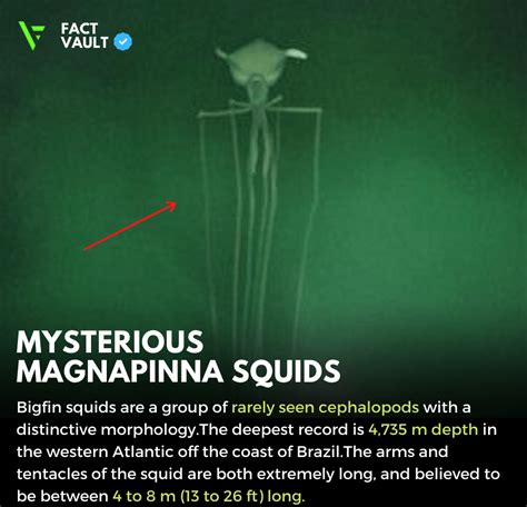magnapinna squid reddit
